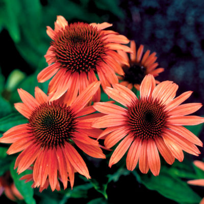 Echinacea 'Sunset' PP#16,424: Single, daisy-shaped 4-inch orange blooms on plants 30 inches tall and wide.