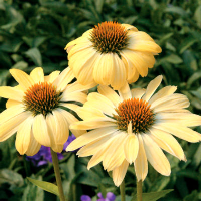 Echinacea 'Sunrise' PP#16,235: Single, daisy-shaped 4�- to 5-inch yellow blooms on plants18 to 24 inches tall, 24 inches wide.