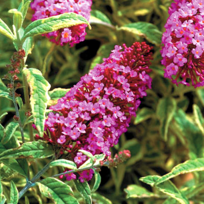 Buddleia Strawberry Lemonade<REG> PP#14,370: 6-inch trusses of bright pink blooms and cream-splashed green leaves on upright, clumping shrubs 6 feet high and wide.