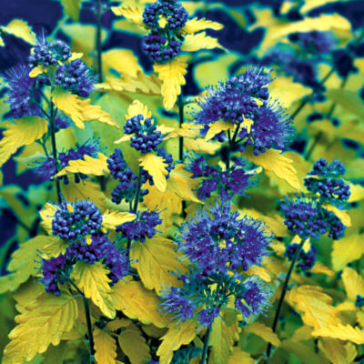 Caryopteris Sunshine Blue<REG> PPAF: 6-inch spikes of dark blue blooms above chartreuse foliage on shrub 30 inches tall, 36 inches wide.