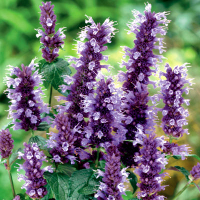 Agastache Black Adder