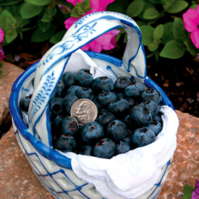 Vaccinium 'Darrow': A Blueberry bush with nickel-sized fruits and tiny white blooms. 5 feet tall, 4 feet wide.