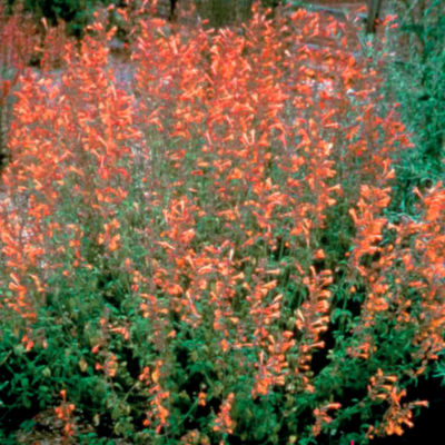 Agastache Coronado