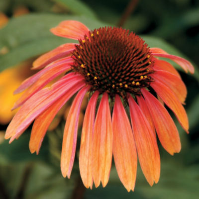 Echinacea Summer Sky<TM> PP#18,783: Single, daisy-shaped 5-inch blooms of orange and rosy-pink on plants 30 to 36 inches tall, 18 to 24 inches wide.