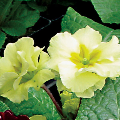 Primula 'You and Me Yellow'