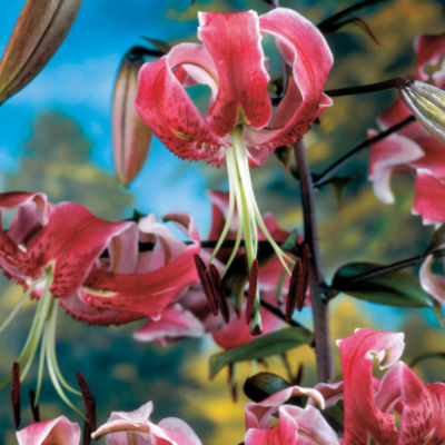 Lilium Black Beauty