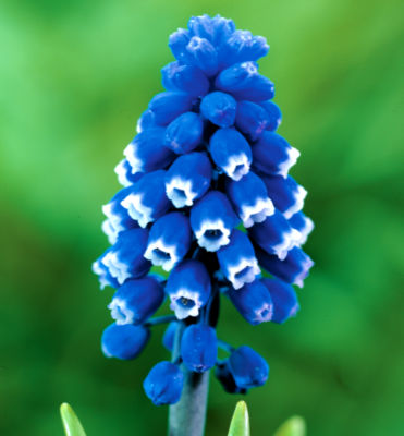 Muscari 'Dark Eyes': 6- to 8-inch clusters of sapphire-blue florets are edged in clear white that turns pale pink as it matures.