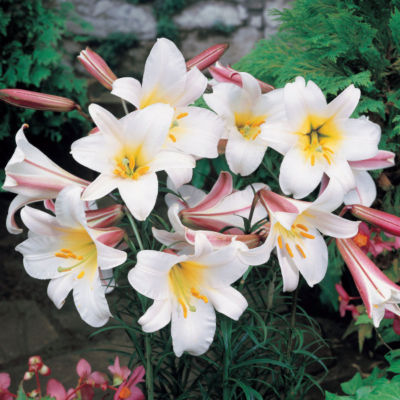 Lilium Regale