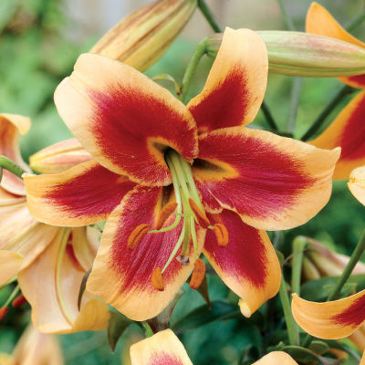 Lilium Robert Swanson