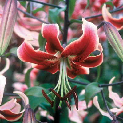 Lilium Scheherazade