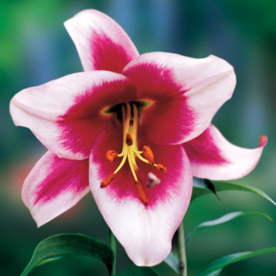 Lilium Silk Road