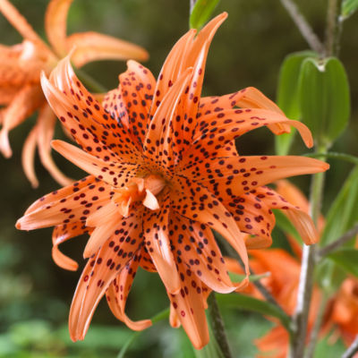 Lilium Flore Pleno