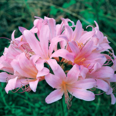Lycoris squamigera 