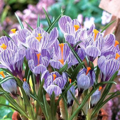 Crocus 'Pickwick': 2- to 4-inch blooms have a wide, chalice form. The petals are white with very dense lilac veining and striping, plus a bright orange central mass of stamens. Grasslike foliage is dark green with a wide white stripe.
