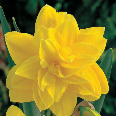 Narcissus 'Golden Ducat': Fully double 4-inch blooms of pure lemon-yellow. This is a Peony-form Daffodil, packed with layers of symmetrical petals.