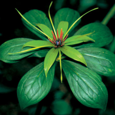 Paris polyphylla