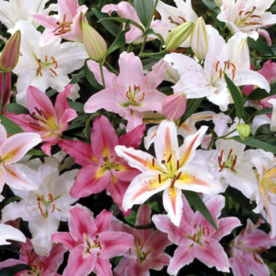 Lilium Oriental Mix