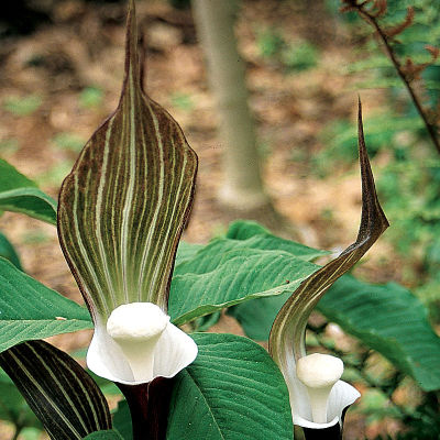 Arisaema sikokianum: Unique White and variegated green spathe on green foliage 2 to 3 feet high. Japanese native.