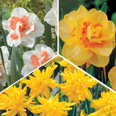 Double Daffodil Collection