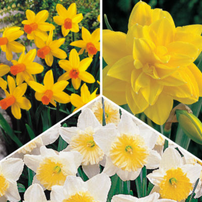 Bicolor Daffodil Collection