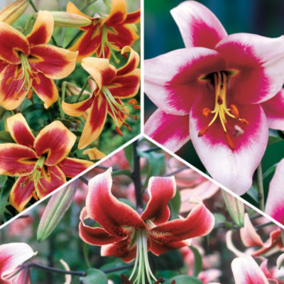 Oriental Lily Collection