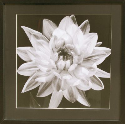 White Dahlia I Framed Artwork
