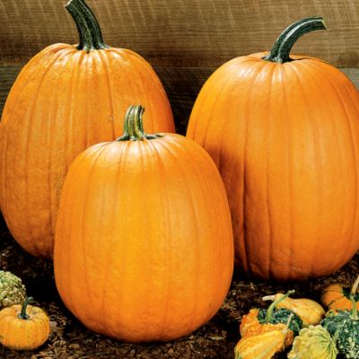 Buy Pumpkin Howden online from Park Seed